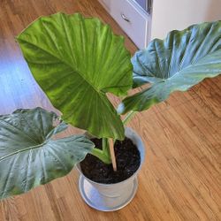 Alocasia Plant. Indoor Plant With Large Dramatic Foliage $25. Pick-up In Aurora.