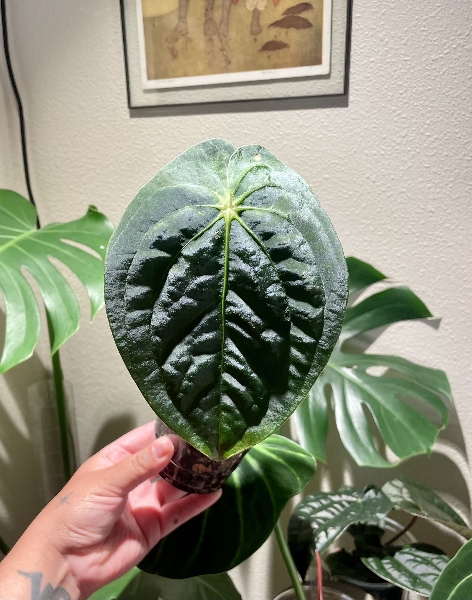 Anthurium Papillilaminum x Dressleri