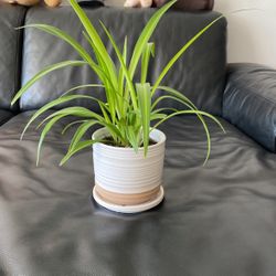 Beautiful Spider Plant For Sale