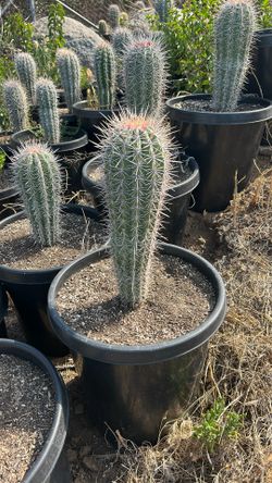 Rare Pachycereus Cardon Cactus 15g