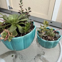 Succulent Beauties 