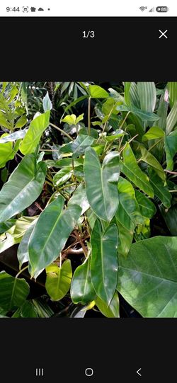 Philidendron Roberto Berle Marc houseplant landscape plant