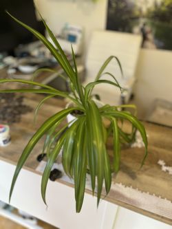 Spider Plant!