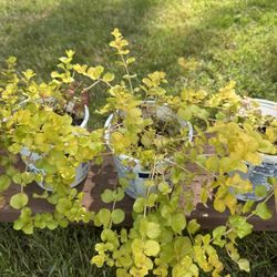 creeping Janie Perennial Plants