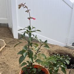 Salvia Pink Potted Large 