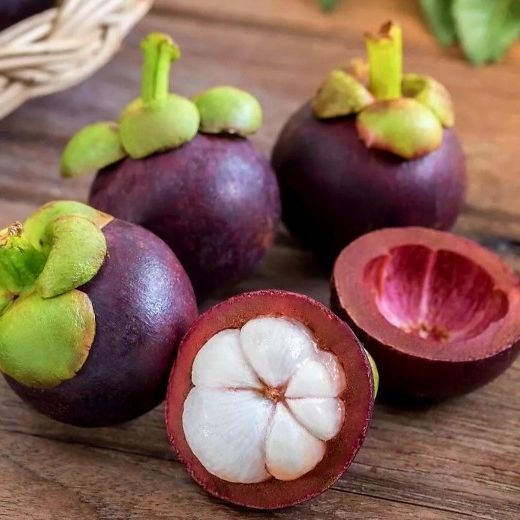 Purple Garcinia Mangosteen Tree for Sale in Tampa, FL OfferUp