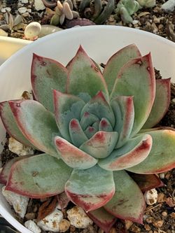 Echeveria Ratam 