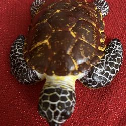 Collection Of  Play Sea Animals