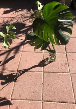 Monsterra deliciosa