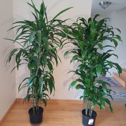 Live Draecana Plants