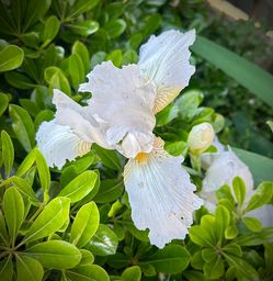5 Iris Bulbs for $8.00