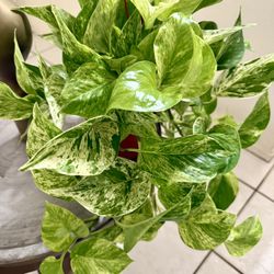 🌿Super FULL,Gorgeous,Very Healthy ♥️MARBLE QUEEN🙏PLS READ DESCRIPTION 
