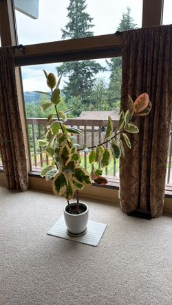 Rubber tree