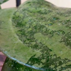 Hoya Macrophylla Silver