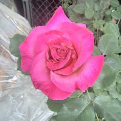 Hot Pink Rose Bush 