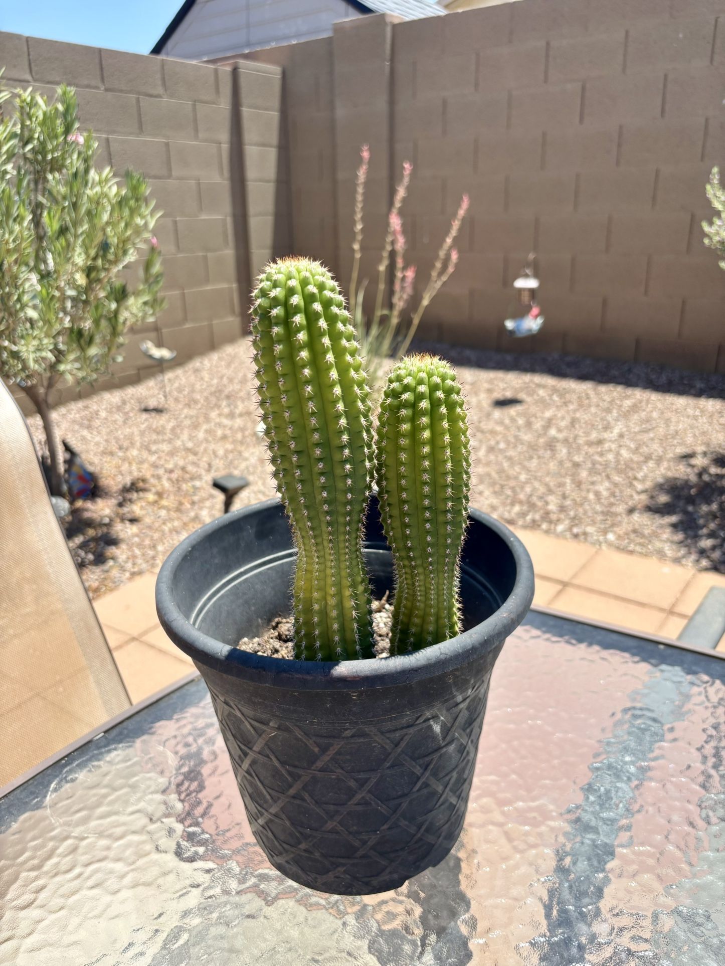 Organ Pipe Cactus