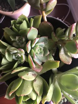 7 succulents for only $10
