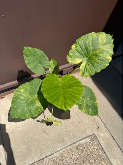 Big Alocasia Odora aurea w/ babys