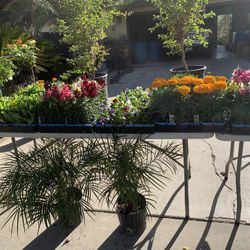 Plant Sale 