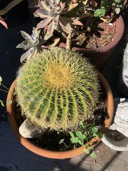Cactus
