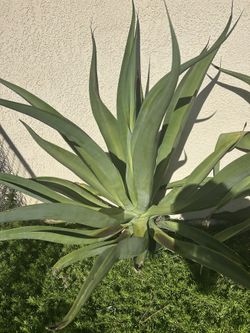 Octopus Agave