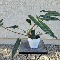 Phillodendron Billietae Large