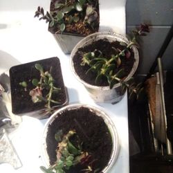 Jade Plants 5$