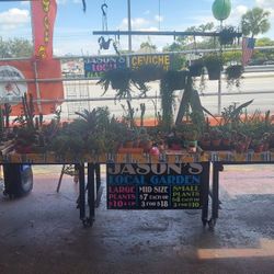 5/28,29  Selection At Jason's Local Garden Located In New River Grove In Davie 