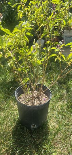 Planta De Albacar 