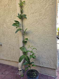 Passionfruit Vine (Passiflora edulis), $12 each for 3-5 gallon pot. Have 3 available. 