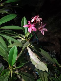 Plumaria