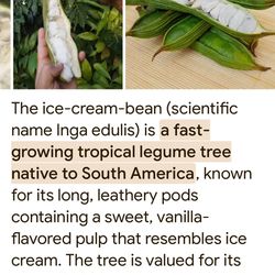 Ice-Cream-Bean Tree, Inga Edulis. Various Sizes