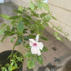 Pandorea Jasminoides Or Bower Plant 