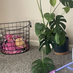 Monstera For Sale With Pot