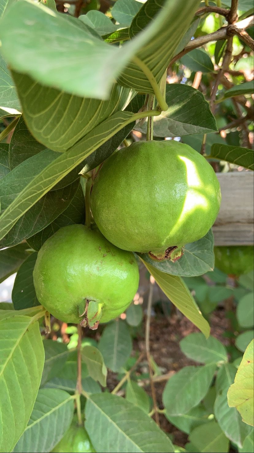 Guavas