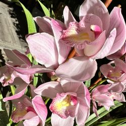 Big Japan Cymbidium Orchids địa lan Nhật lớn