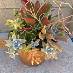 Decoration Suculents Plants Mix 