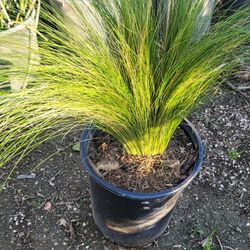 Grass