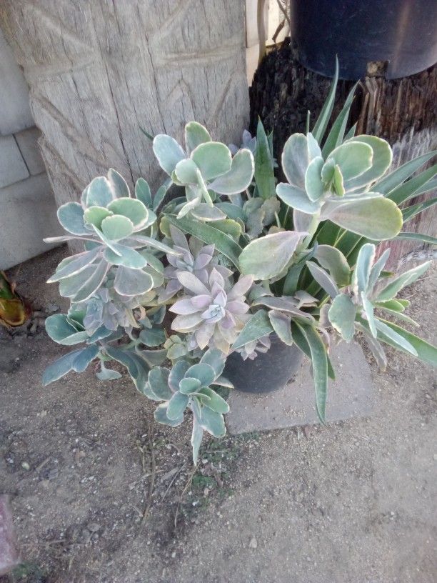 Mixed Succulent