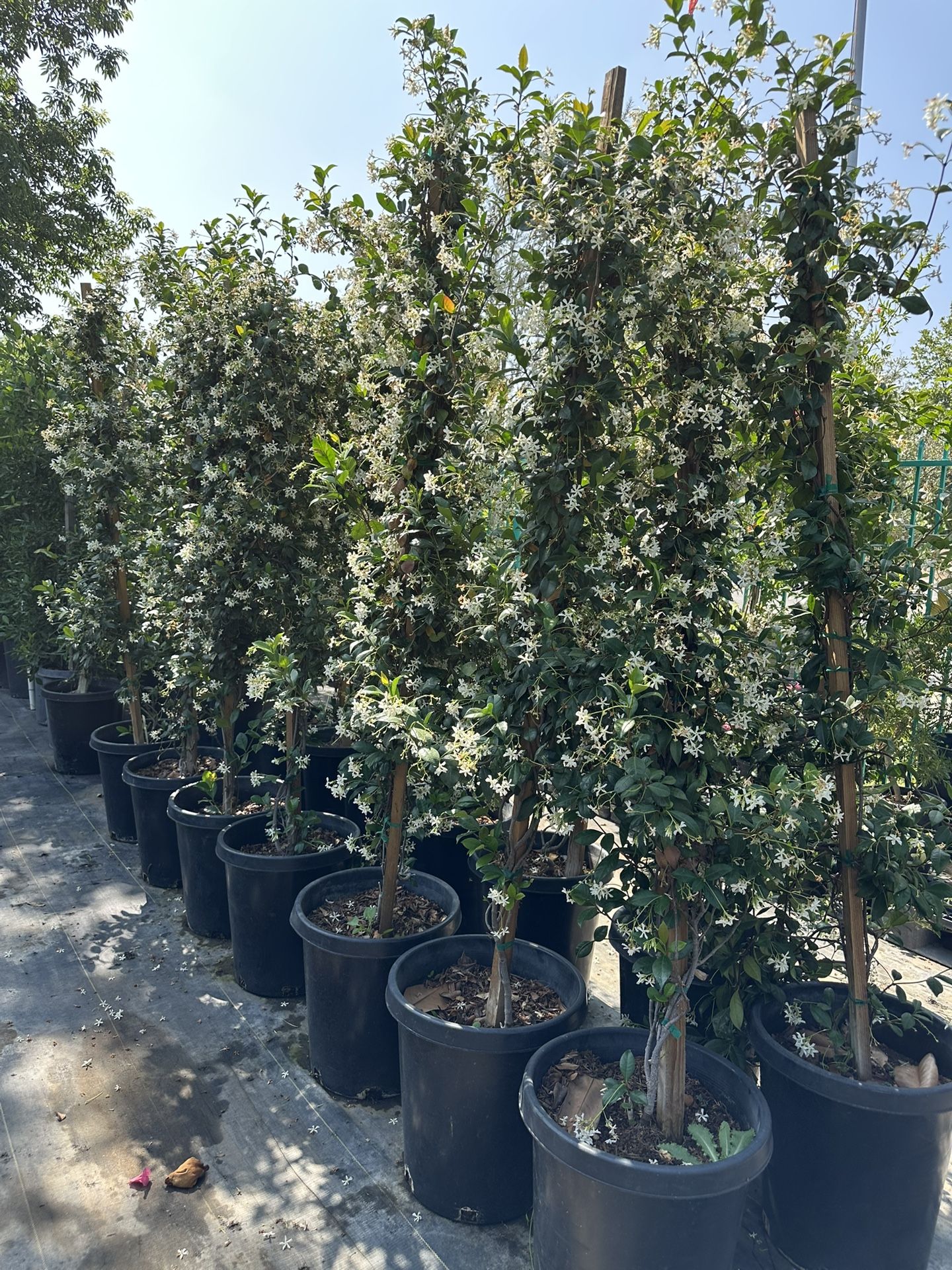 Star Jasmine Vine 15gal