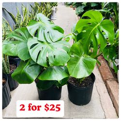 Plants (10”pot🌿Monstera 2 for $25)
