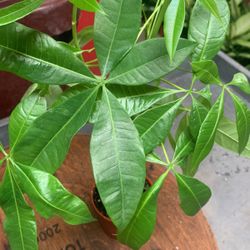 4” Pot Money Tree
