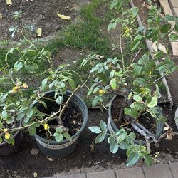 Rose bushes for sale