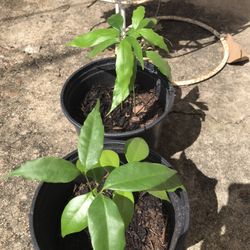 Lychee Litchi Chinesis Vai Thieu Starter Plant 1 Ft Ready To Grow