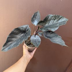 10” Rare Alocasia Chienlii Antoro Velvet 