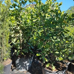 Clusia Hedges 25gl 6.5-7ft☘️$95