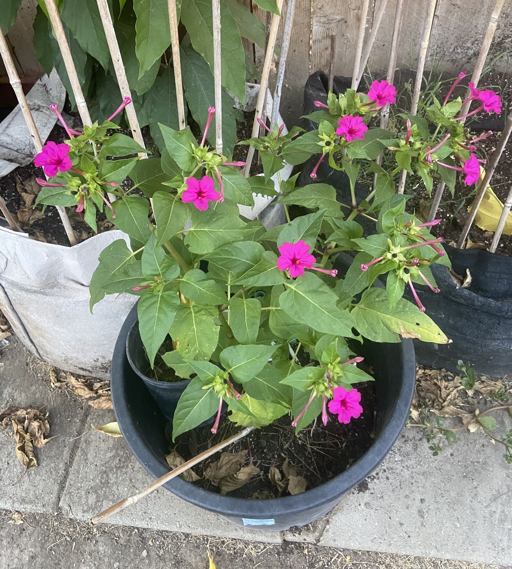 Beautiful Ginseng Flowers In 25 Gallons Pot