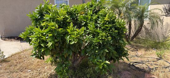 Blood Orange Tree