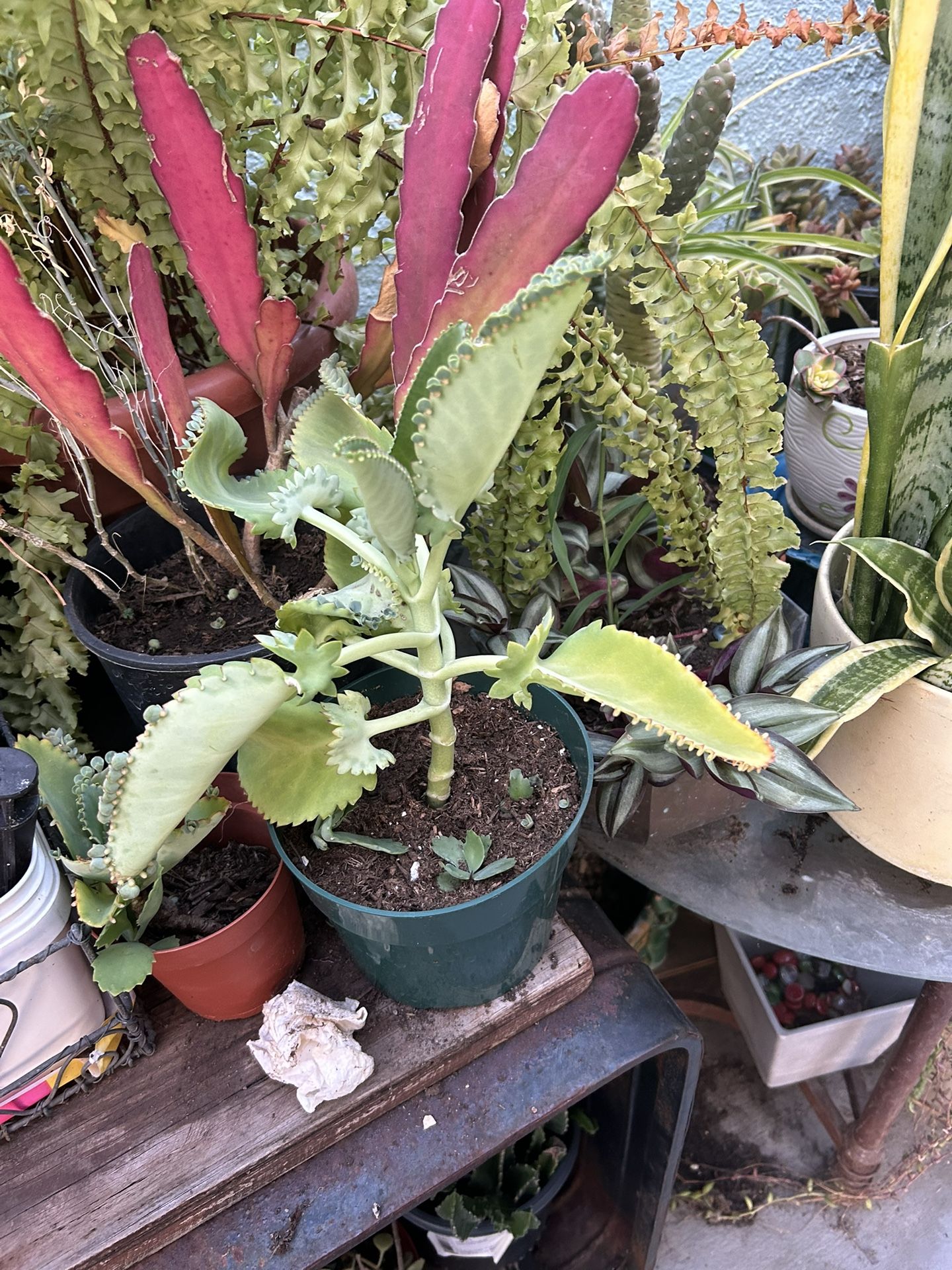 Una Planta De Mala Madre