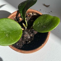 Hoya Obovata Splash Plant